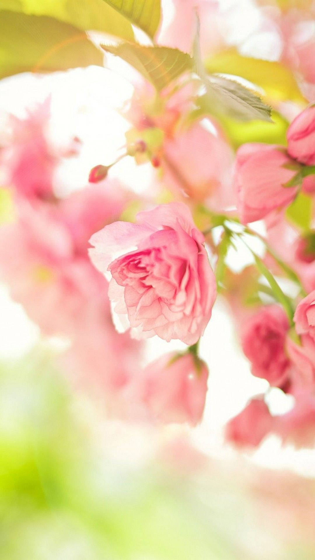 Cute Spring Phone Pink Flowers Background