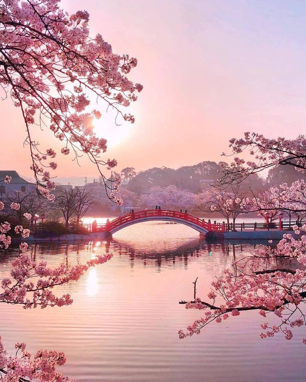 Cute Spring Pink Lake Bridge Background