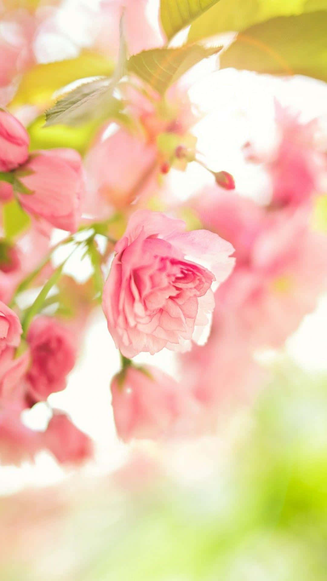 Cute Spring Pink Rose Iphone Background