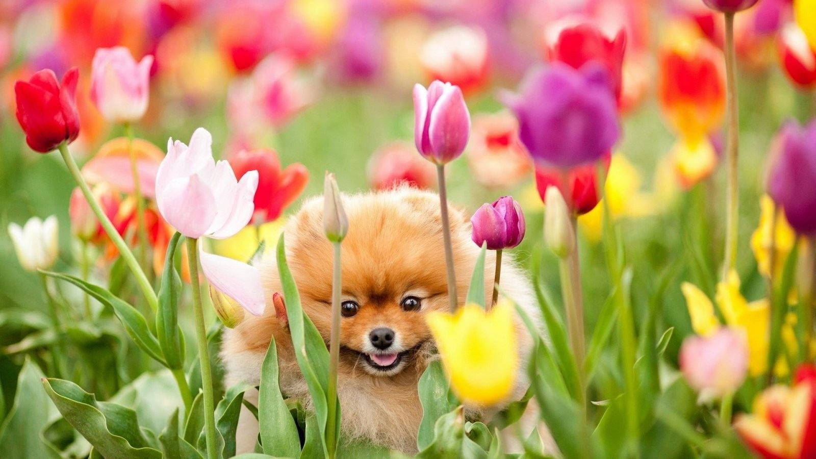 Cute Spring Pomeranian Dog