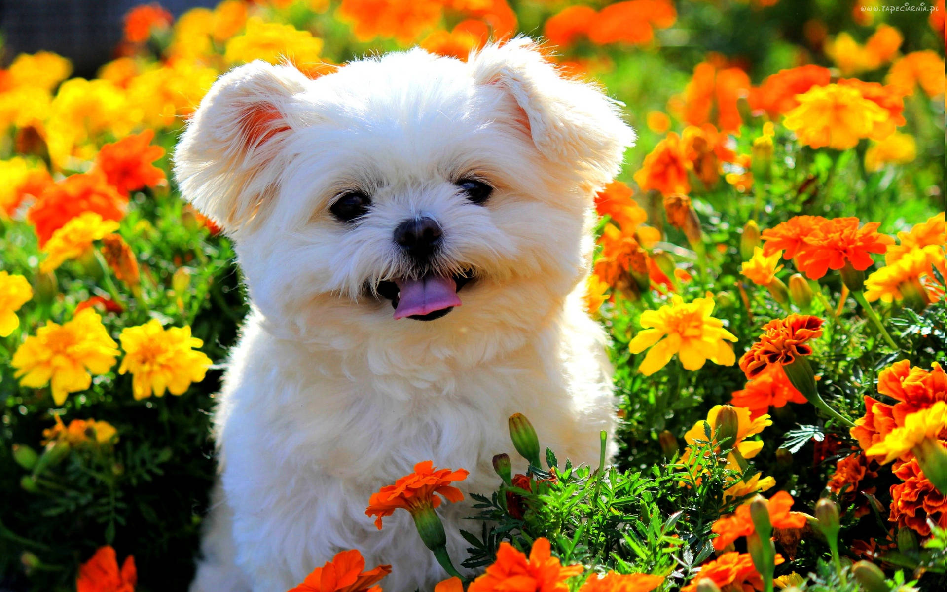 Cute Spring Puppy And Flowers Background