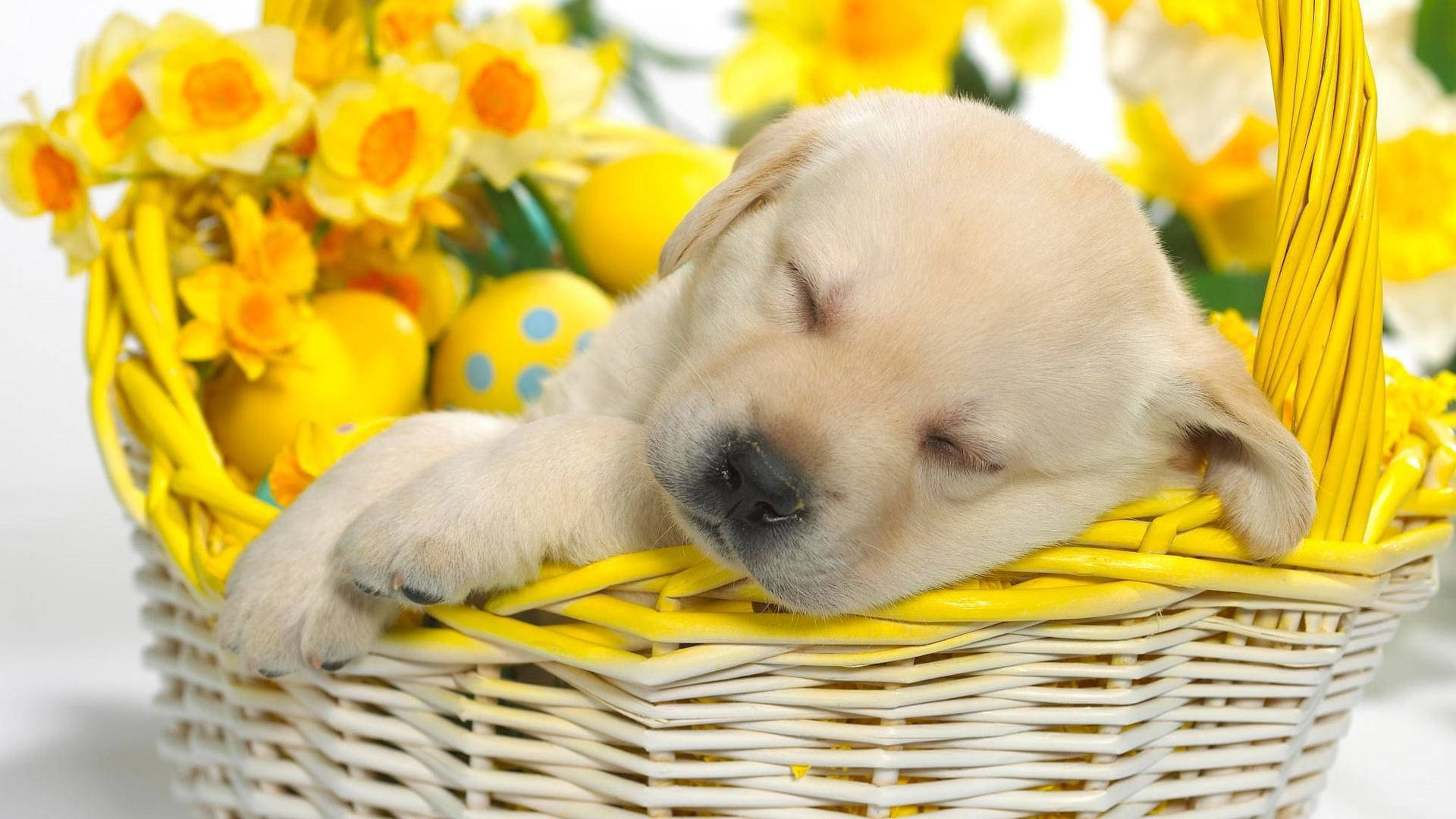 Cute Spring Puppy In Basket