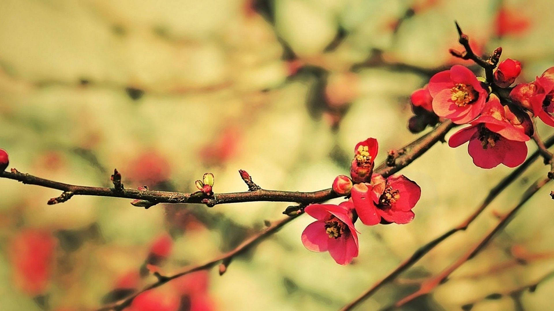 Cute Spring Red Quince Background