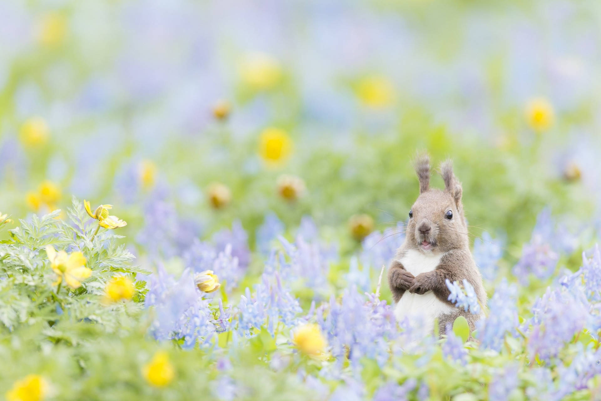 Cute Spring Red Squirrel