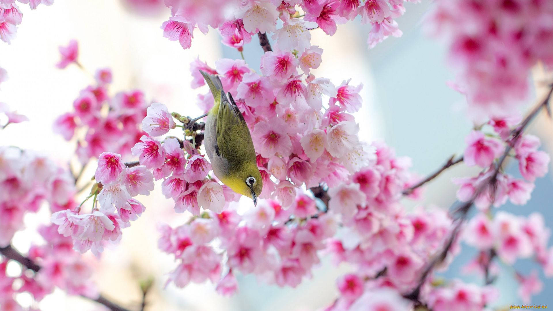 Cute Spring Sakura Bird