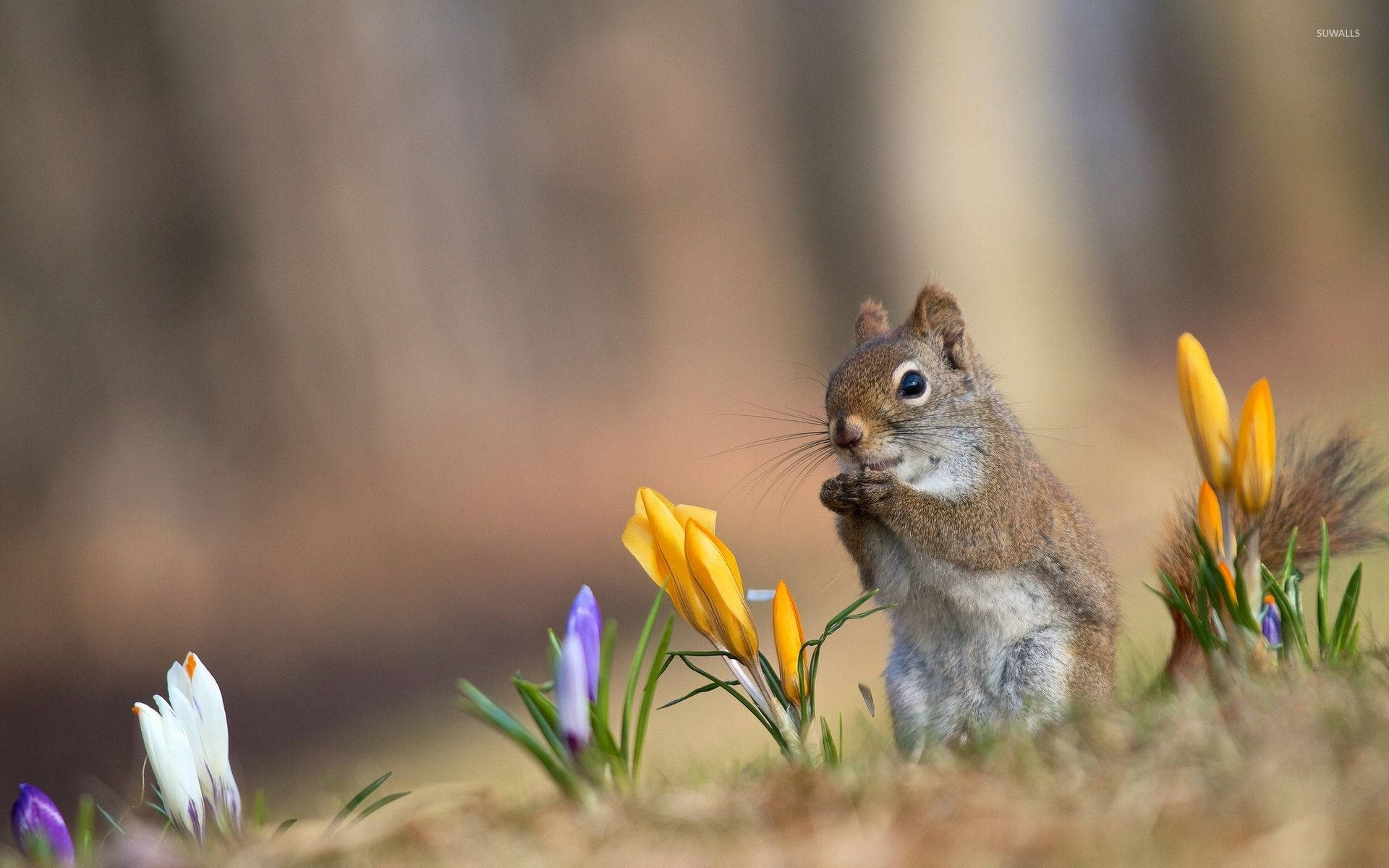 Cute Spring Squirrel