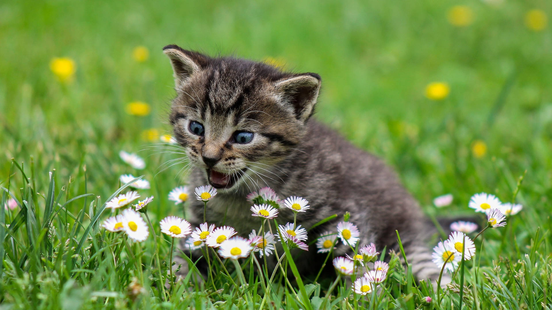 Cute Spring Surprised Kitten Background