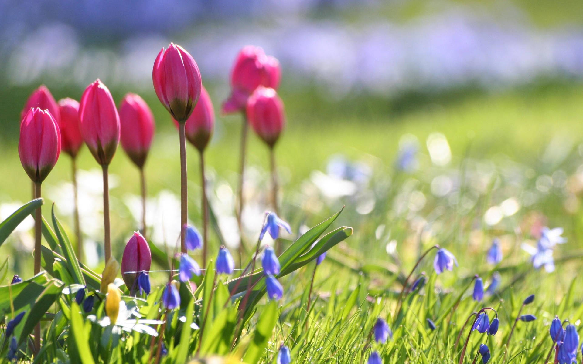 Cute Spring Tulips Background