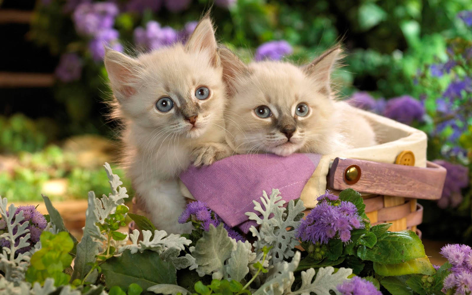 Cute Spring Twin Kittens Background