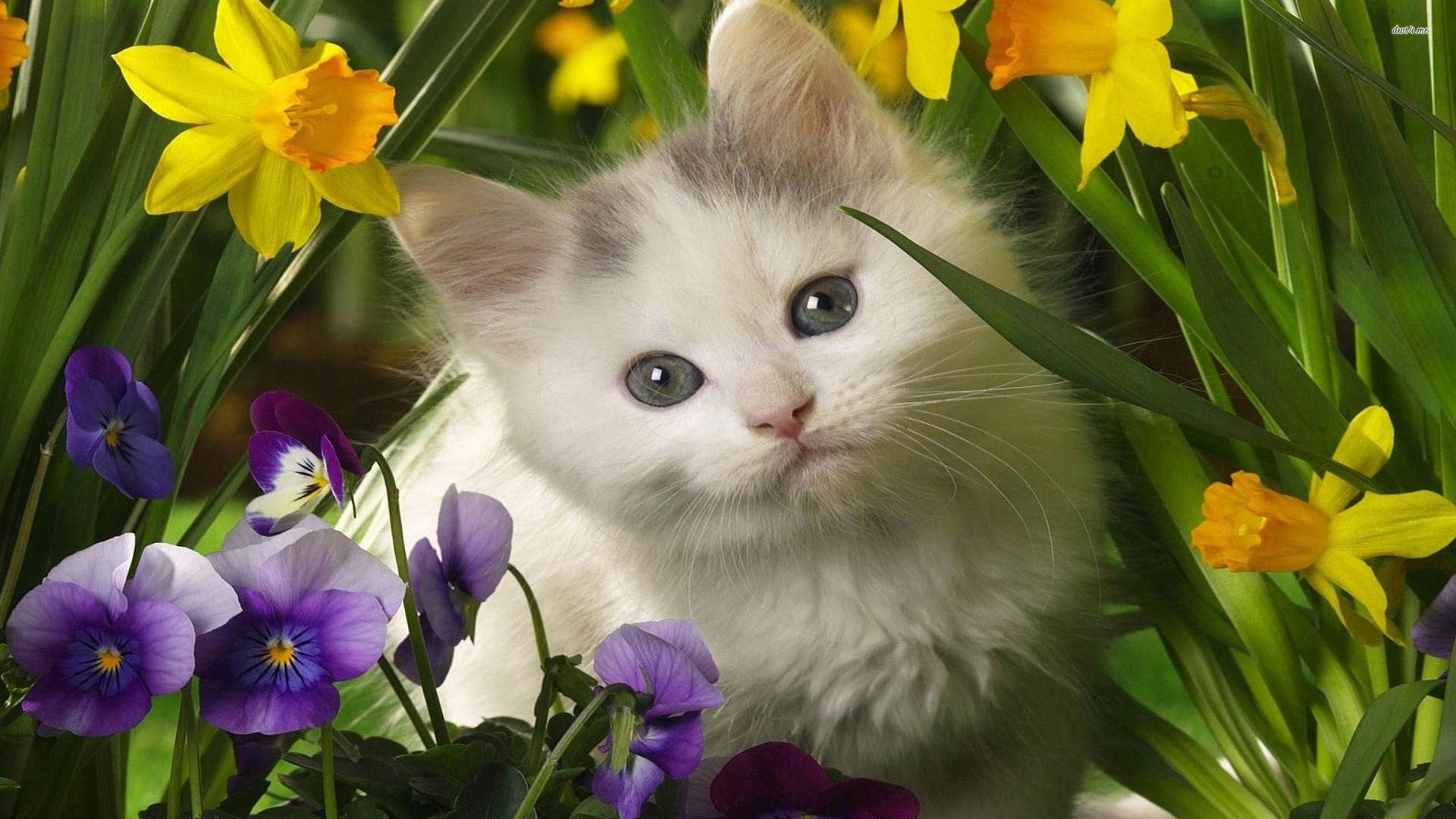 Cute Spring White Cat Background