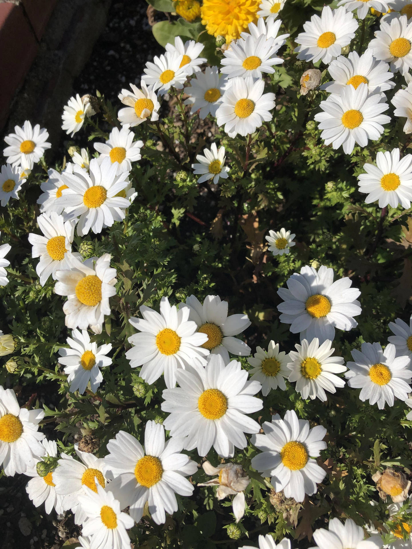 Cute Spring White Daisies Background
