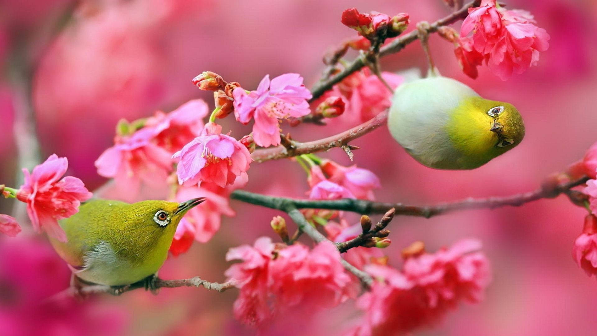 Cute Spring Yellow Birds