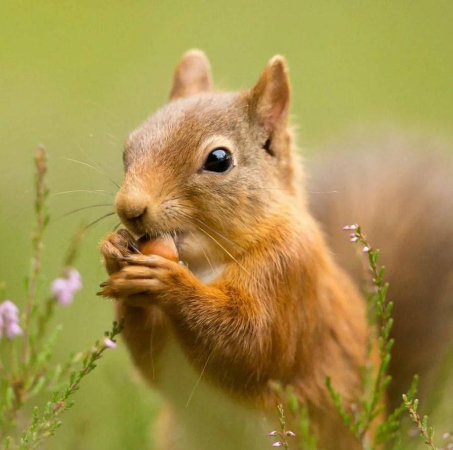 Cute Squirrel Eating Nut Background