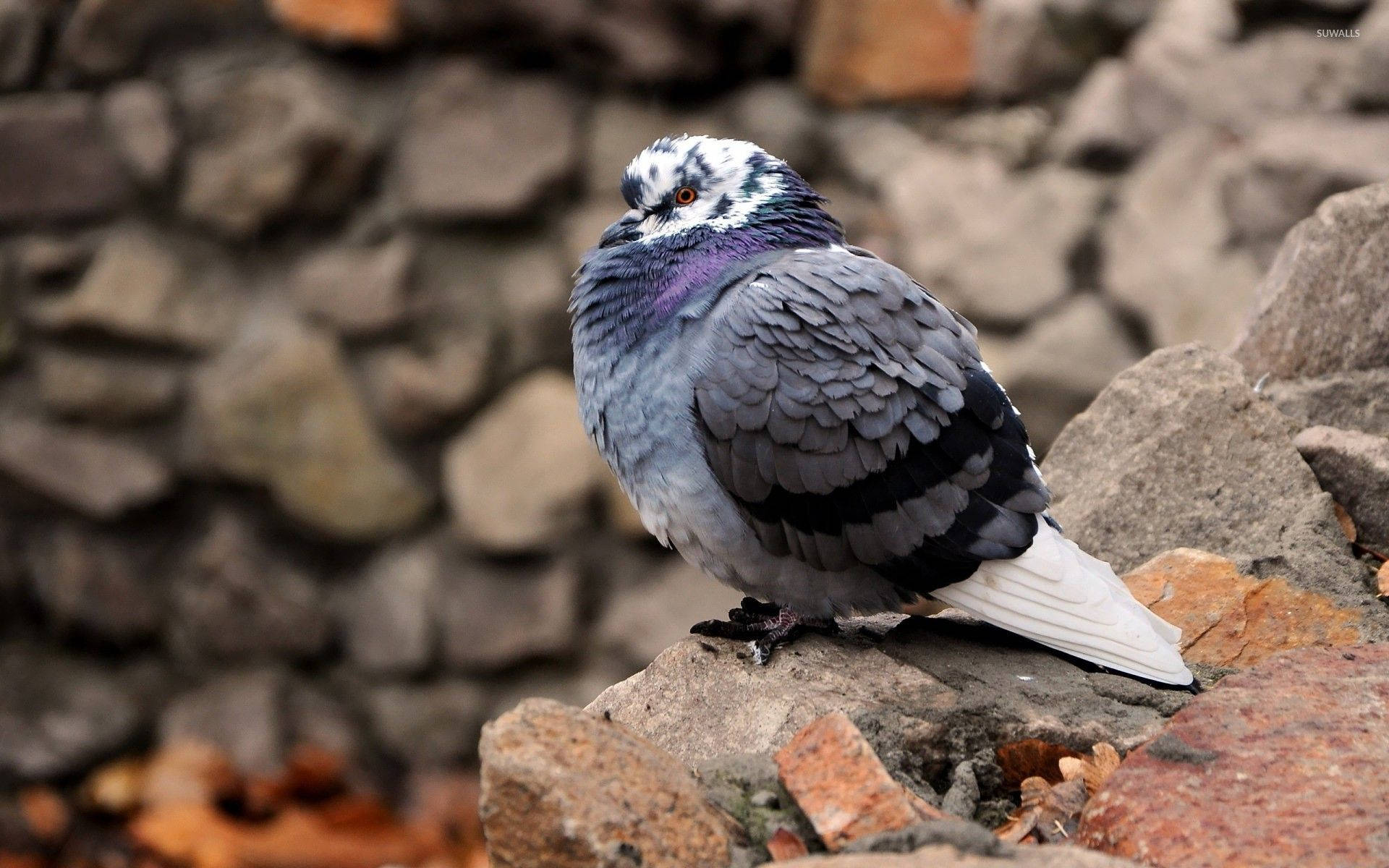 Cute Standing Fluffy Pigeon Bird Background