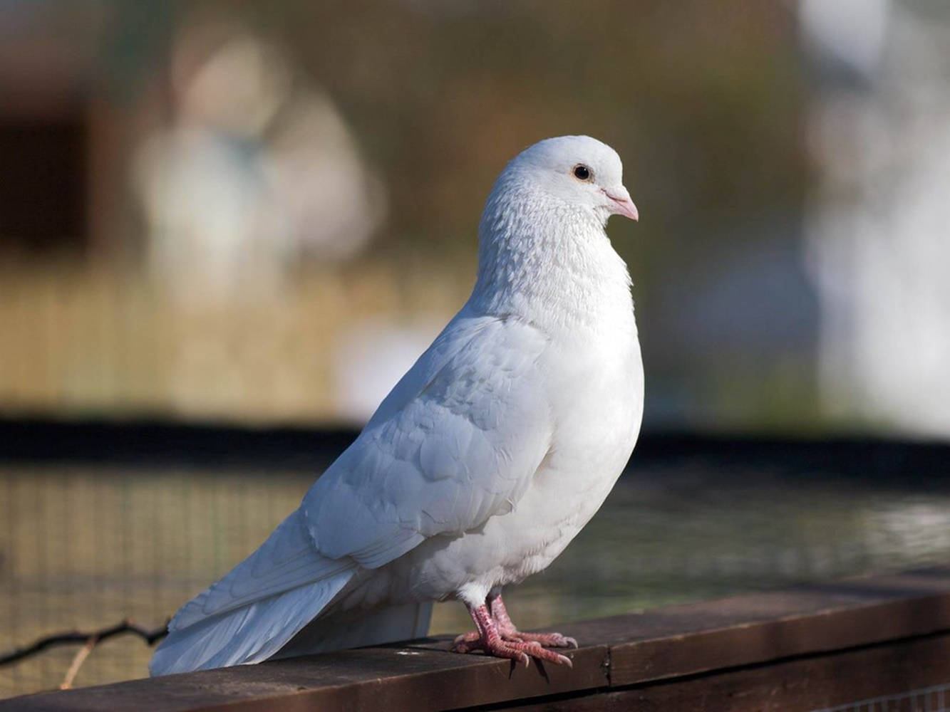 Cute Standing White Dove Bird