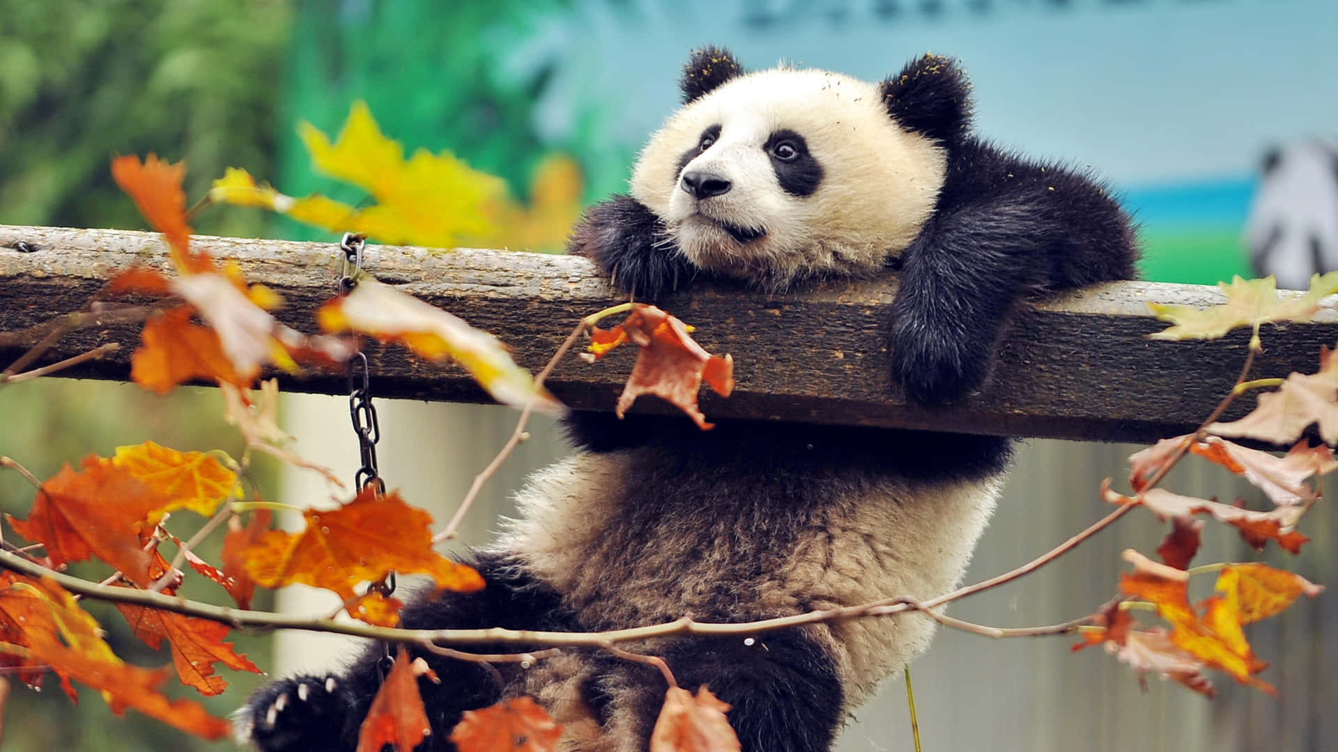 Cute Struggling Panda Laptop Background