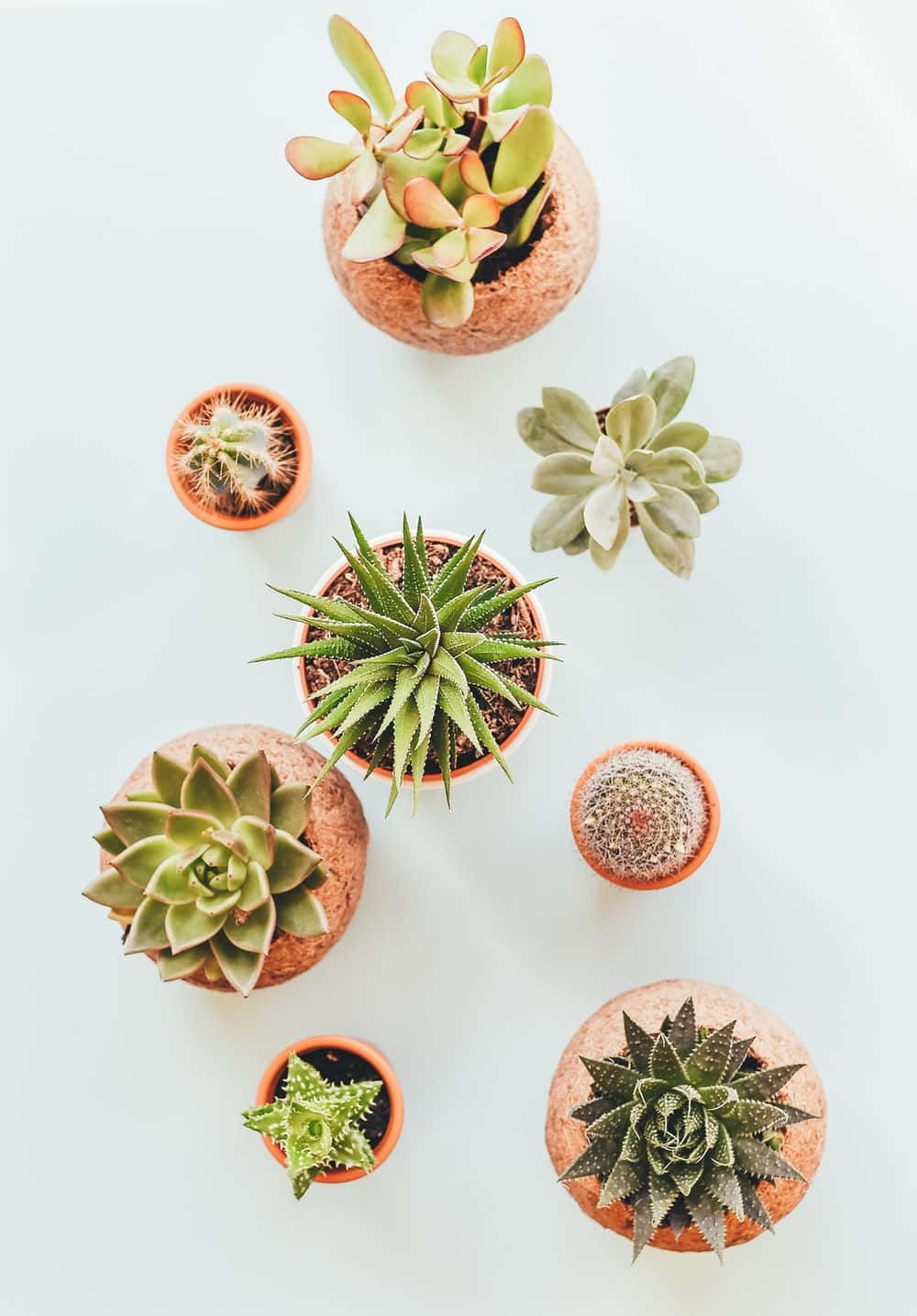 Cute Succulent Plant Aesthetic Phone Background