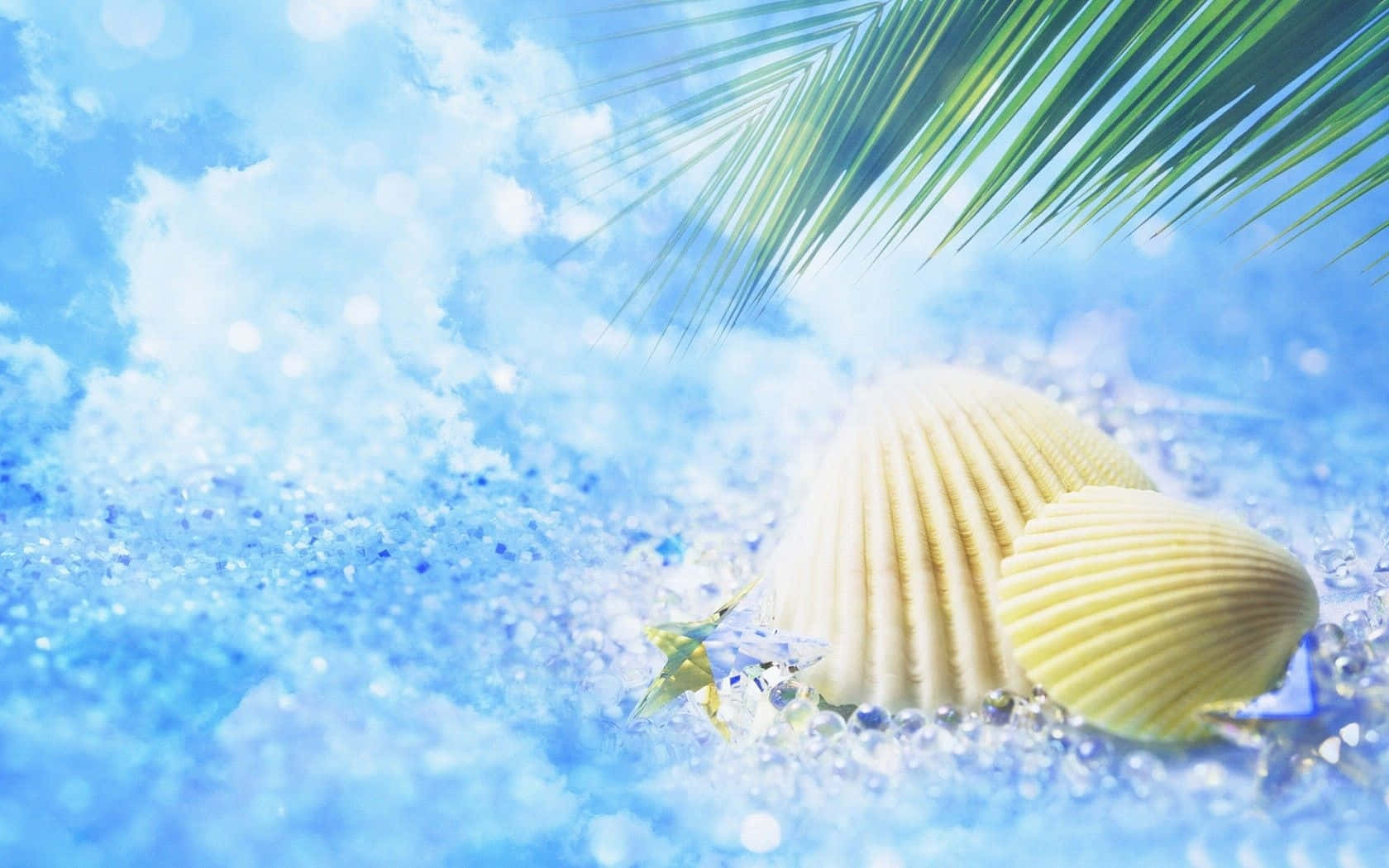 Cute Summer Desktop White Seashells Background