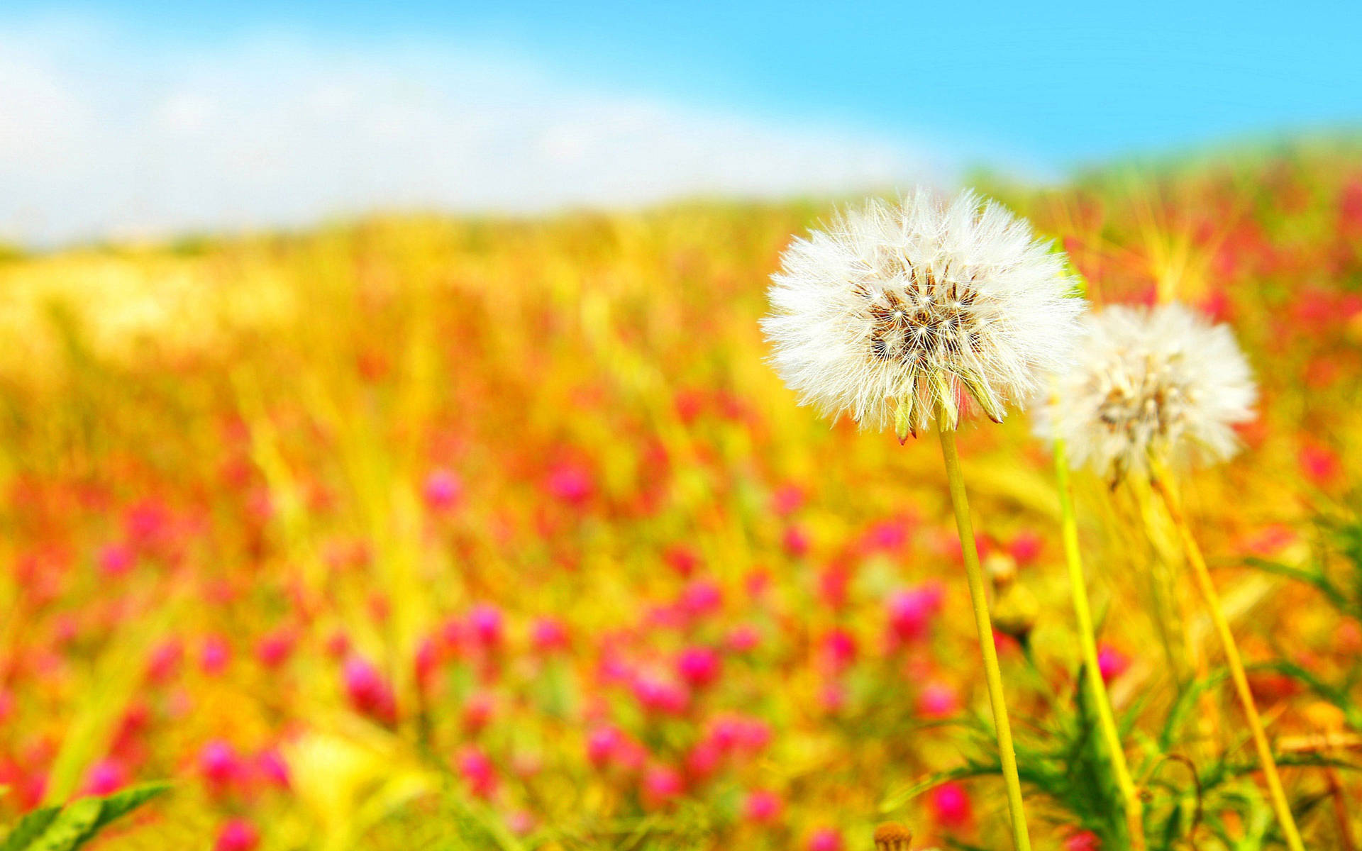 Cute Summer Pic Of Dandelions Background