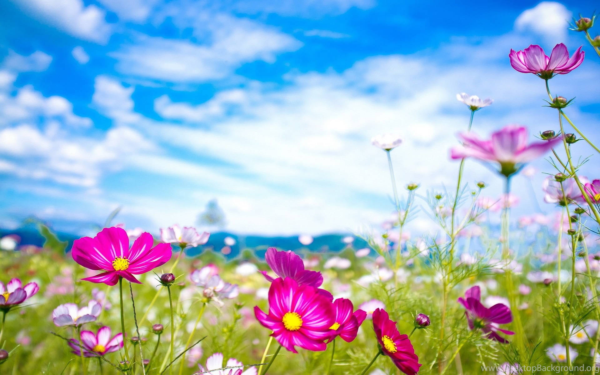 Cute Summer Pink Flower Scenery Background