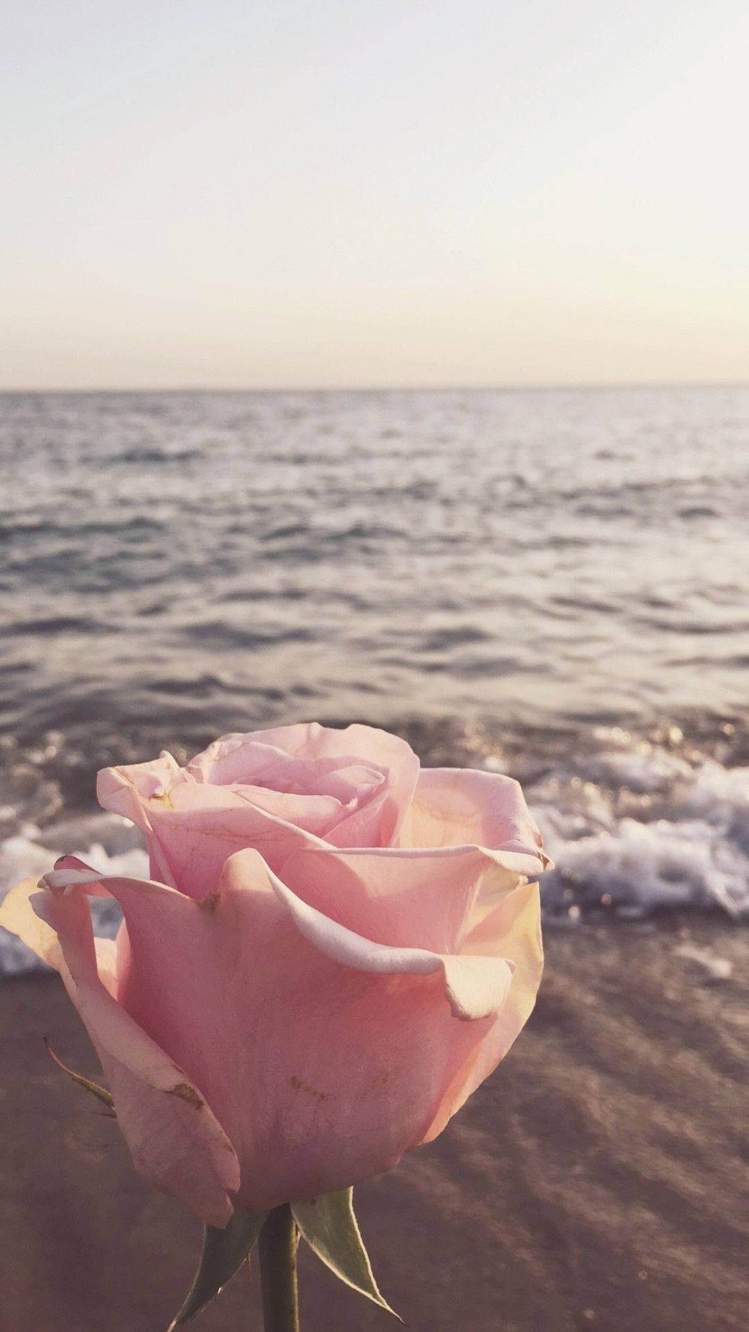 Cute Summer Pink Rose Background