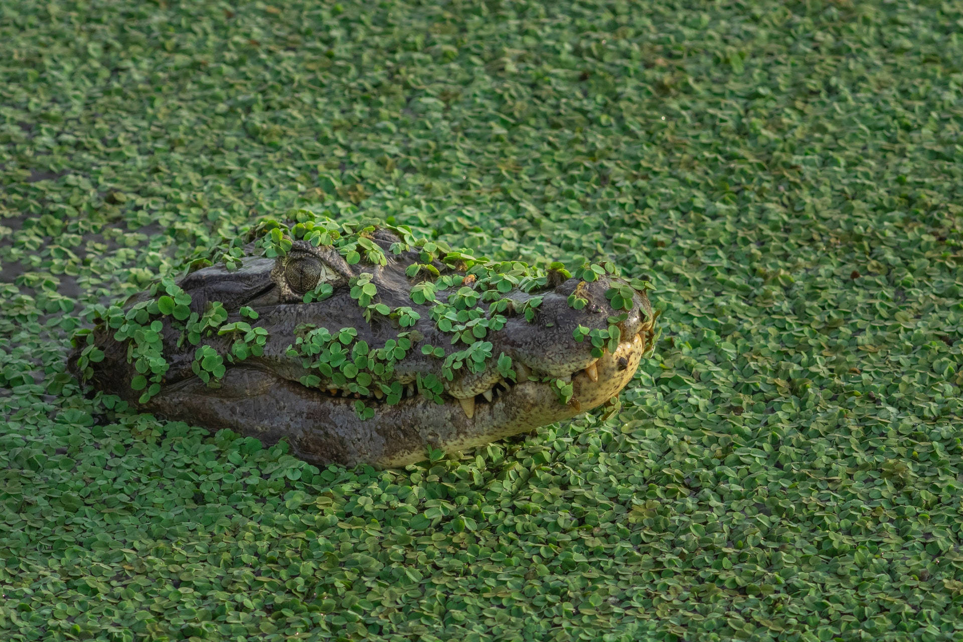 Cute Swamp Alligator Background