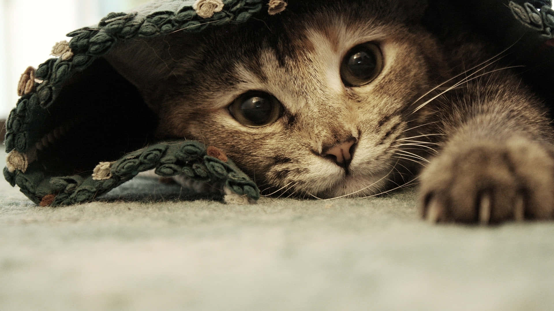 Cute Tabby Cat Eyes