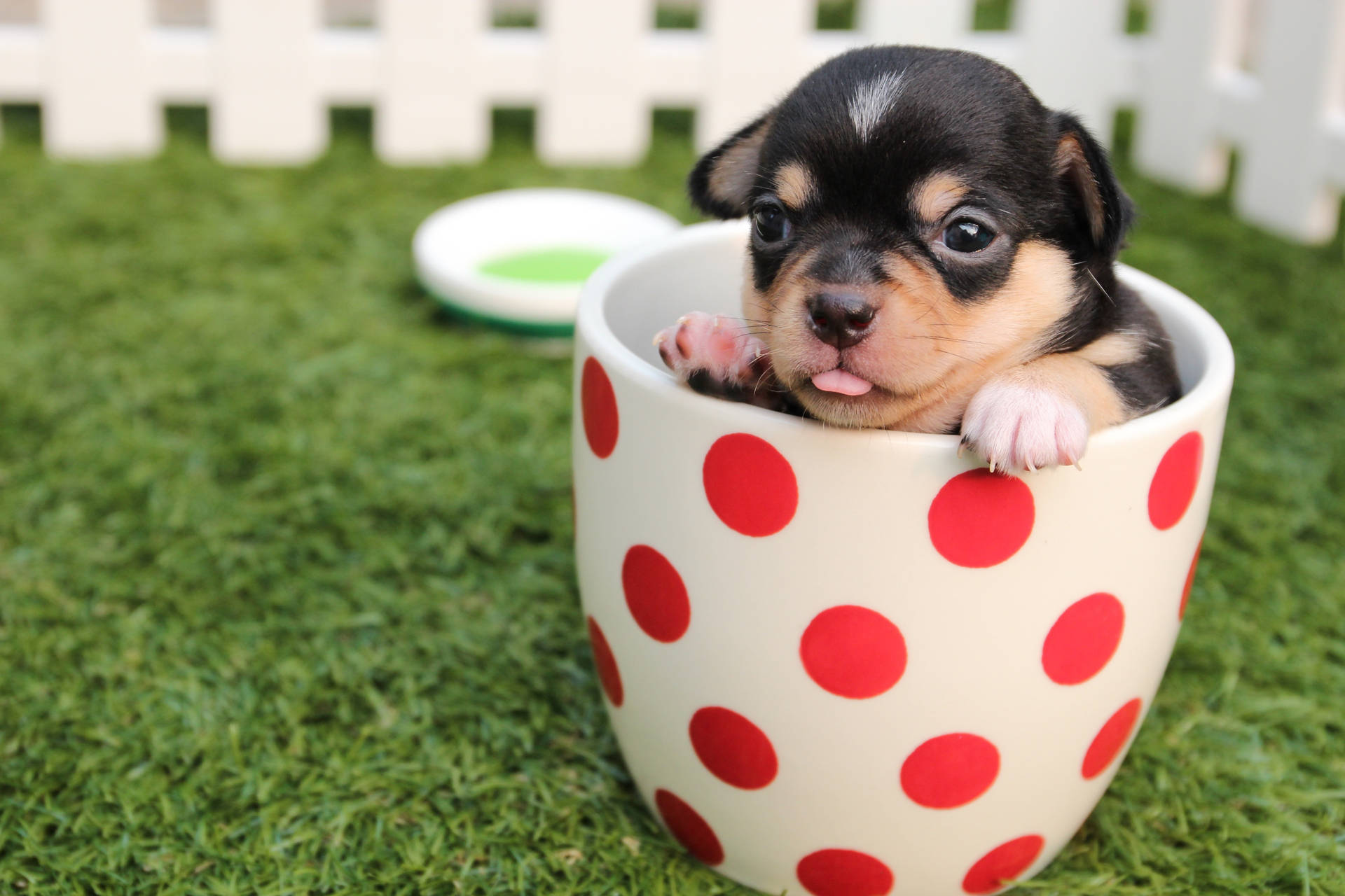 Cute Tablet Sized Puppy In Mug