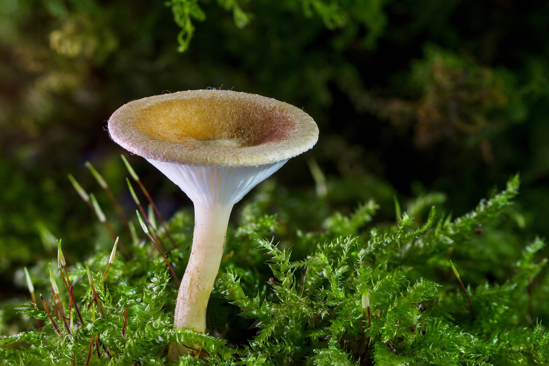 Cute Tall Mushroom On Green Moss Background