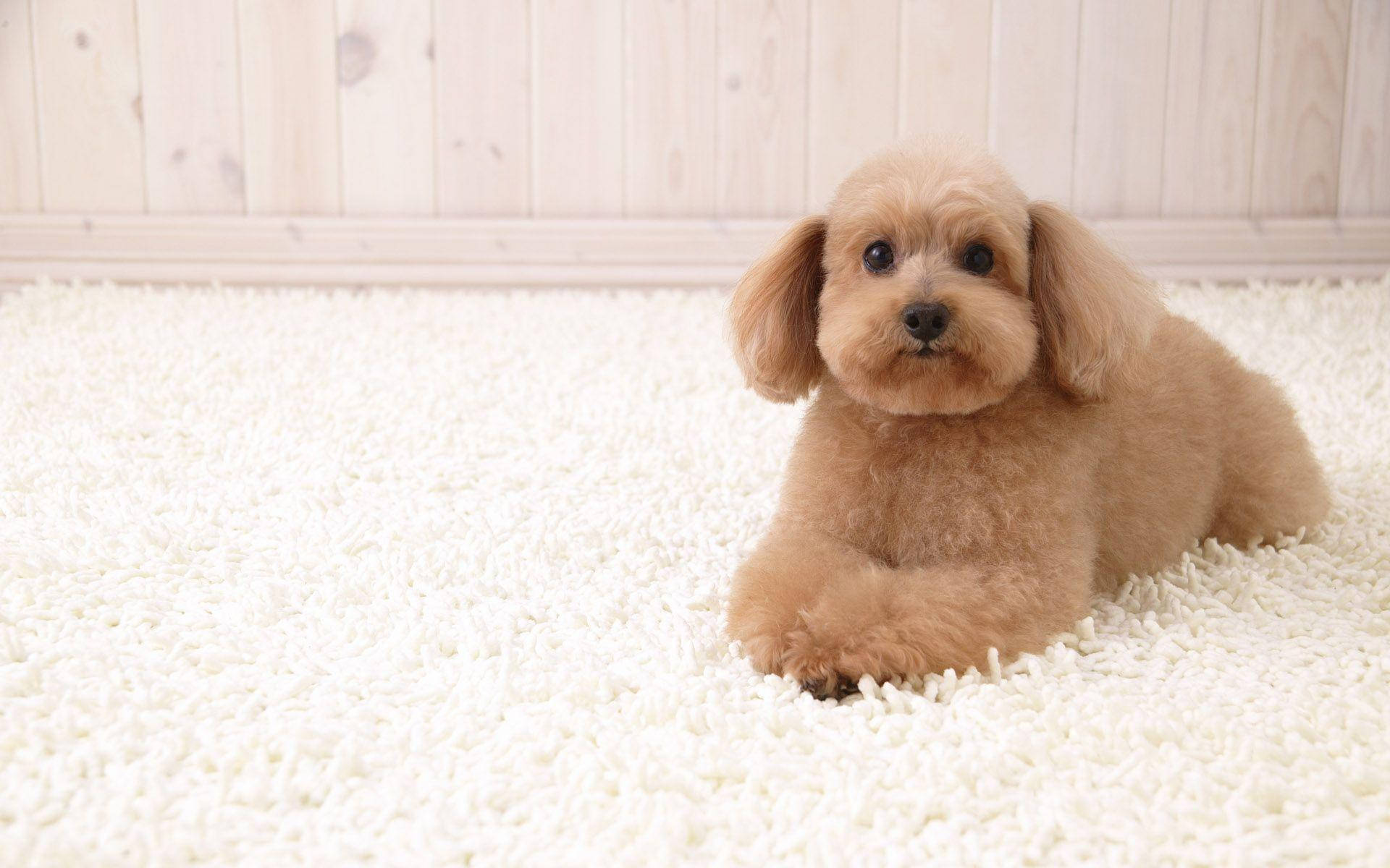 Cute Tan Puppyon White Rug Background