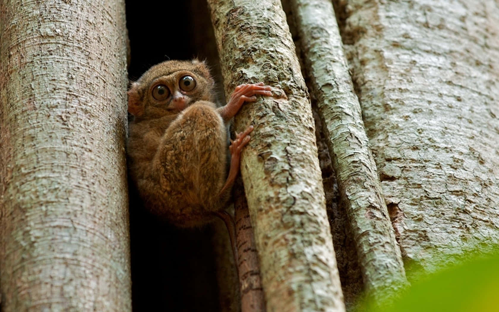 Cute Tarsier Of Sulawesi Background