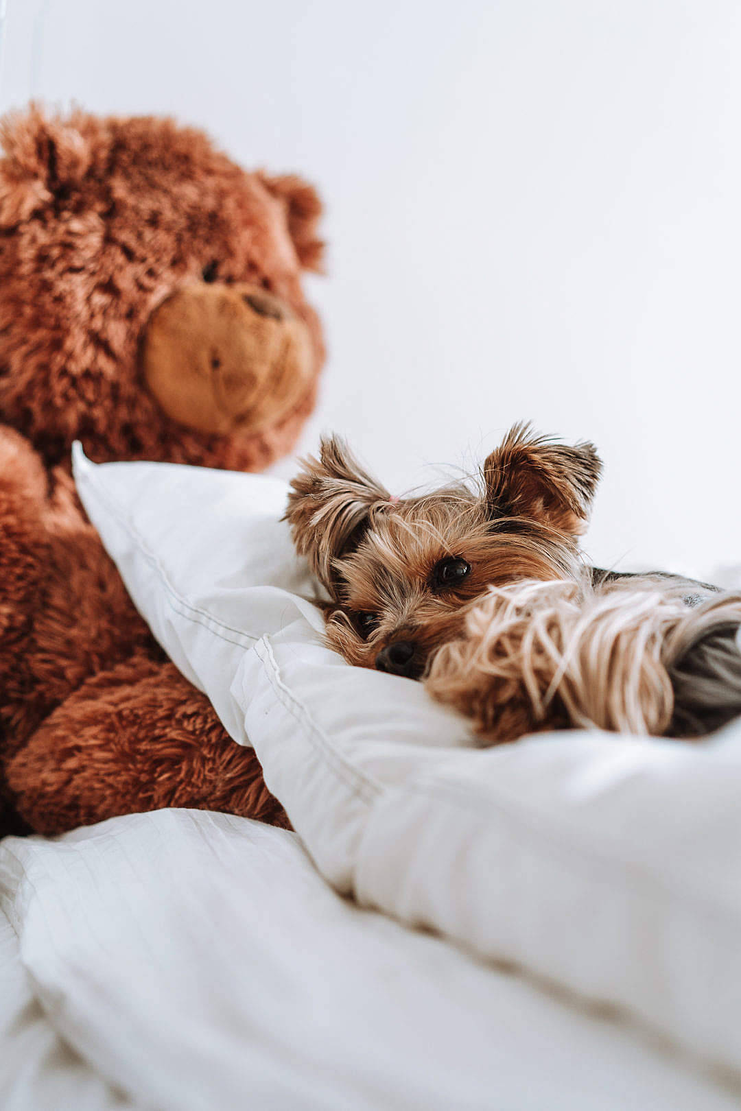 Cute Teddy Bear And A Dog Background