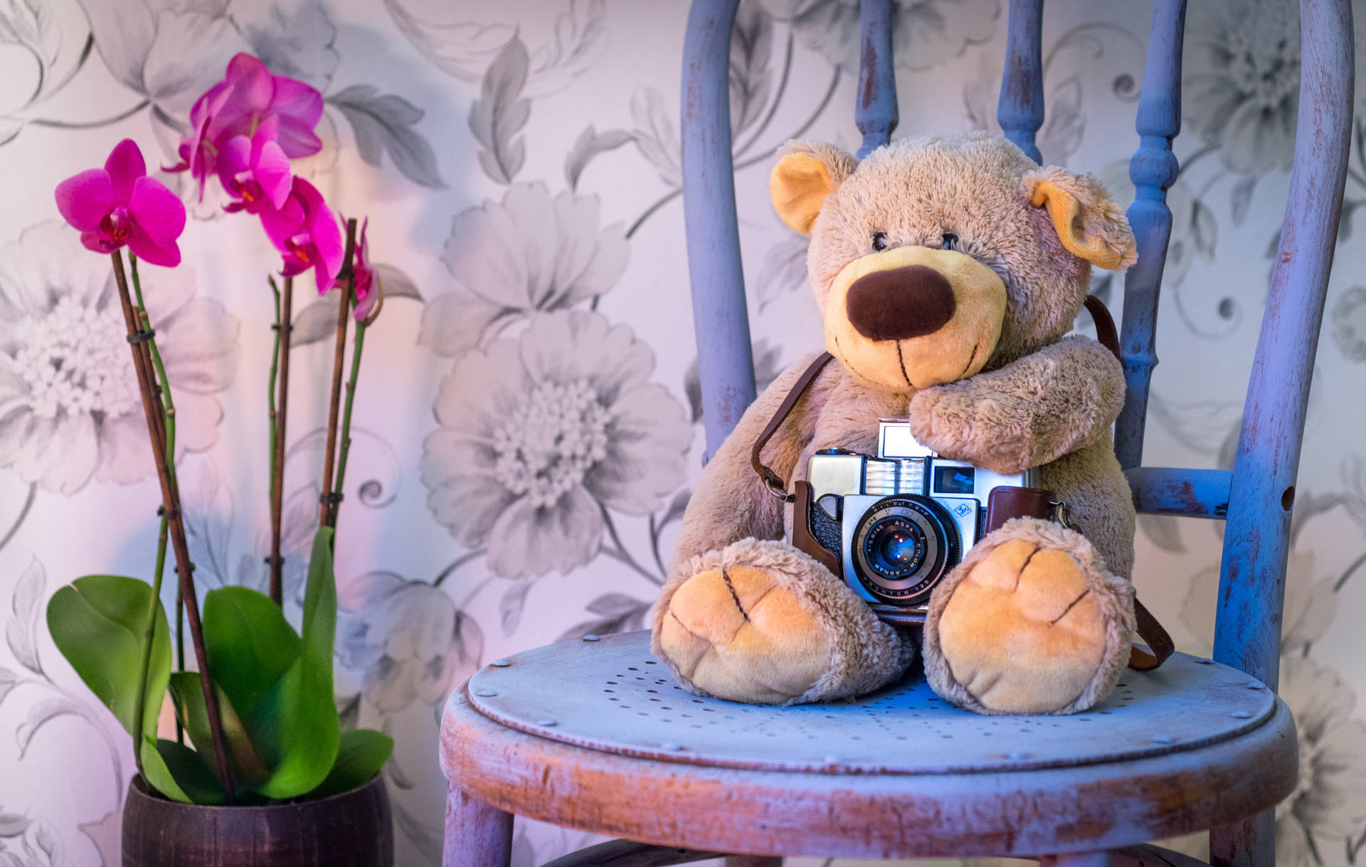Cute Teddy Bear With Camera Setting Background