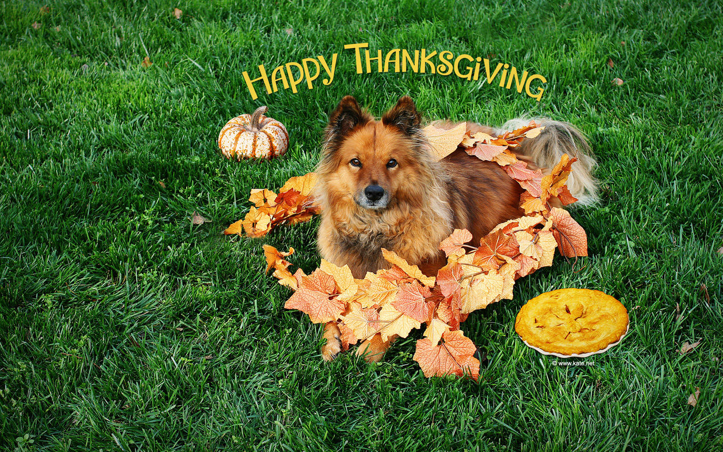 Cute Thanksgiving And Dog Background
