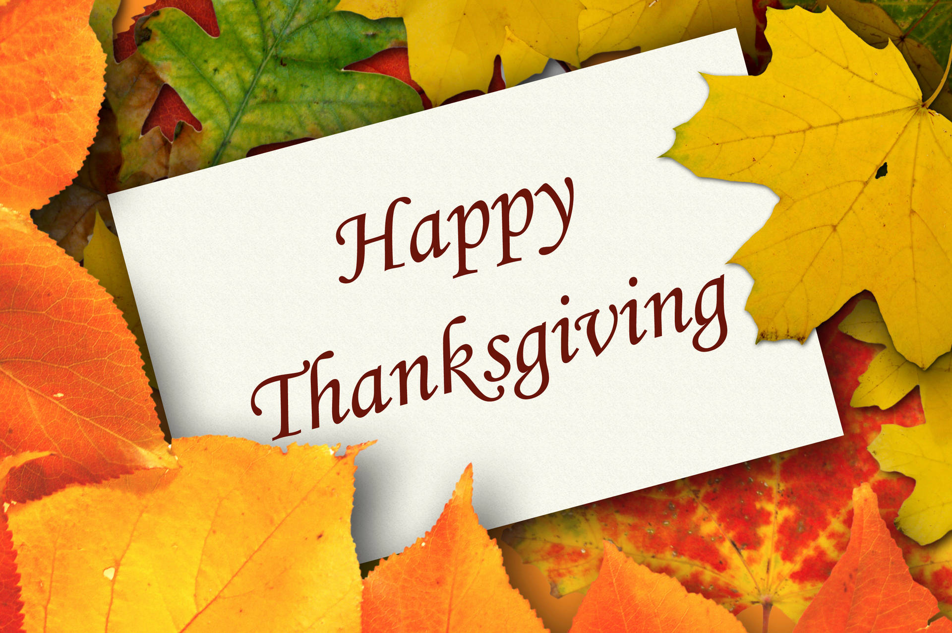 Cute Thanksgiving Dry Leaves Background
