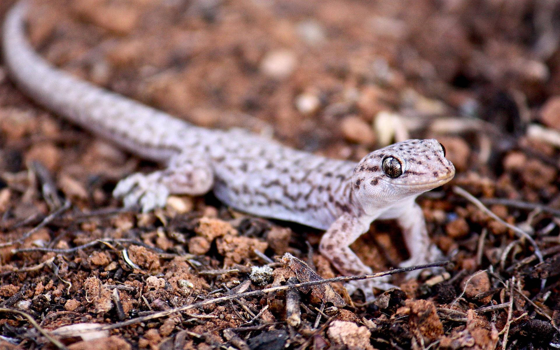 Cute Thin Leopard Gecko Background