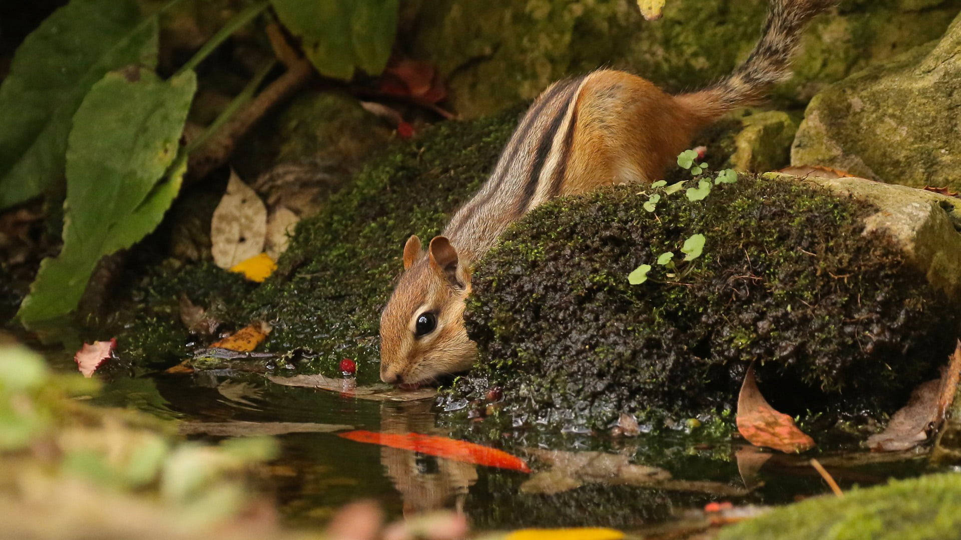 Cute Tiny Chipmunk Drinking Water