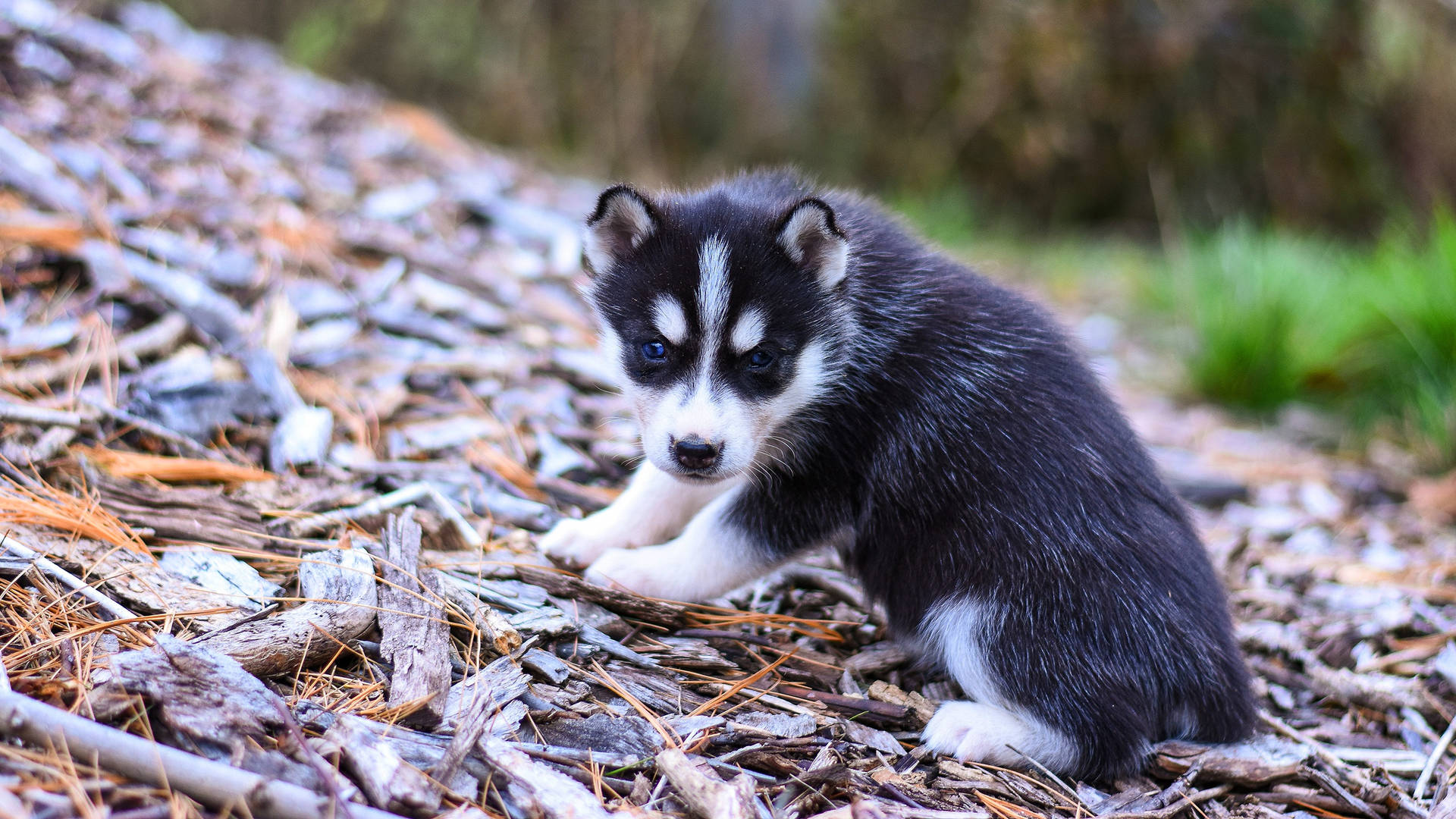 Cute Tiny Husky Dog On Wood Scraps