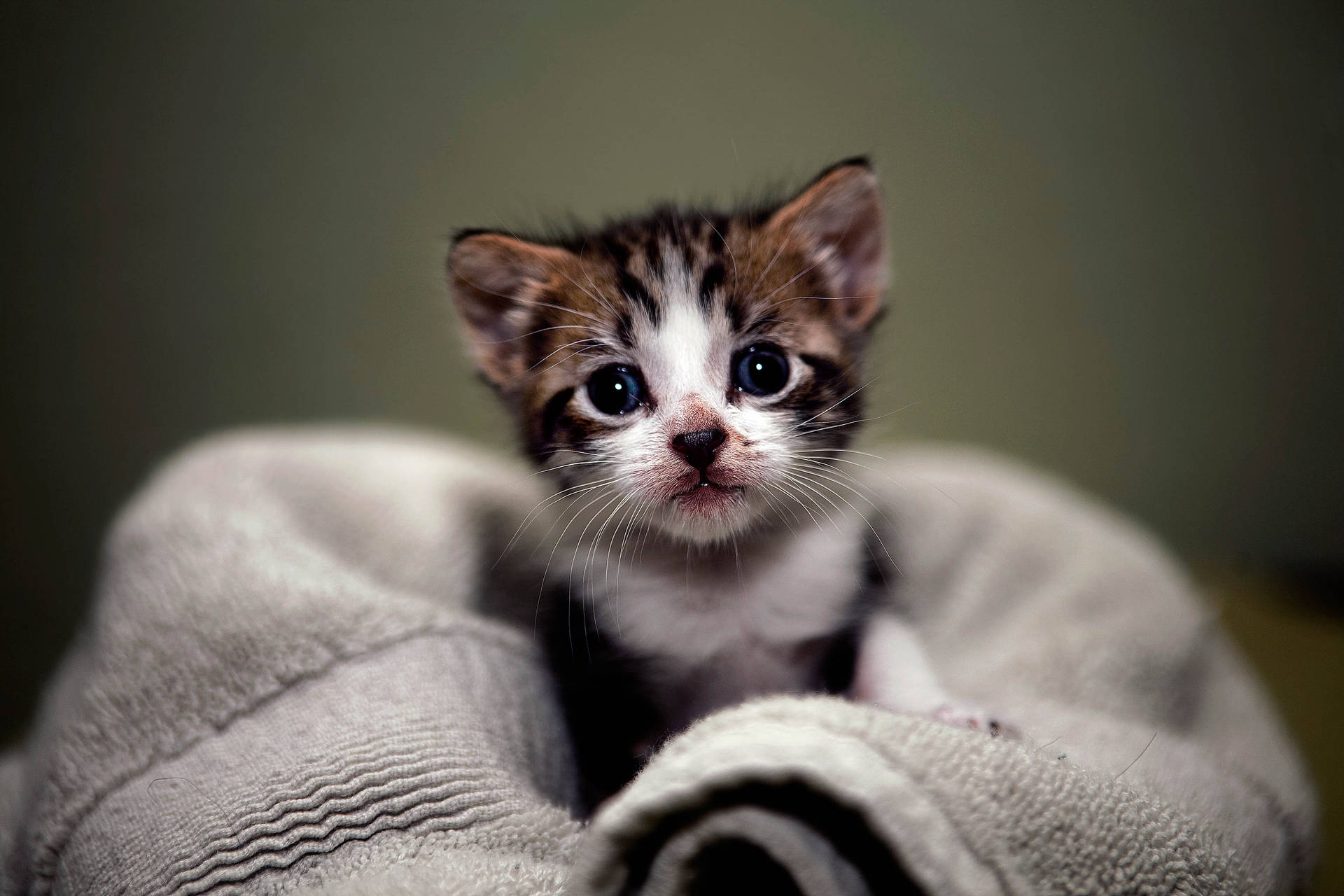 Cute Tiny Kitten