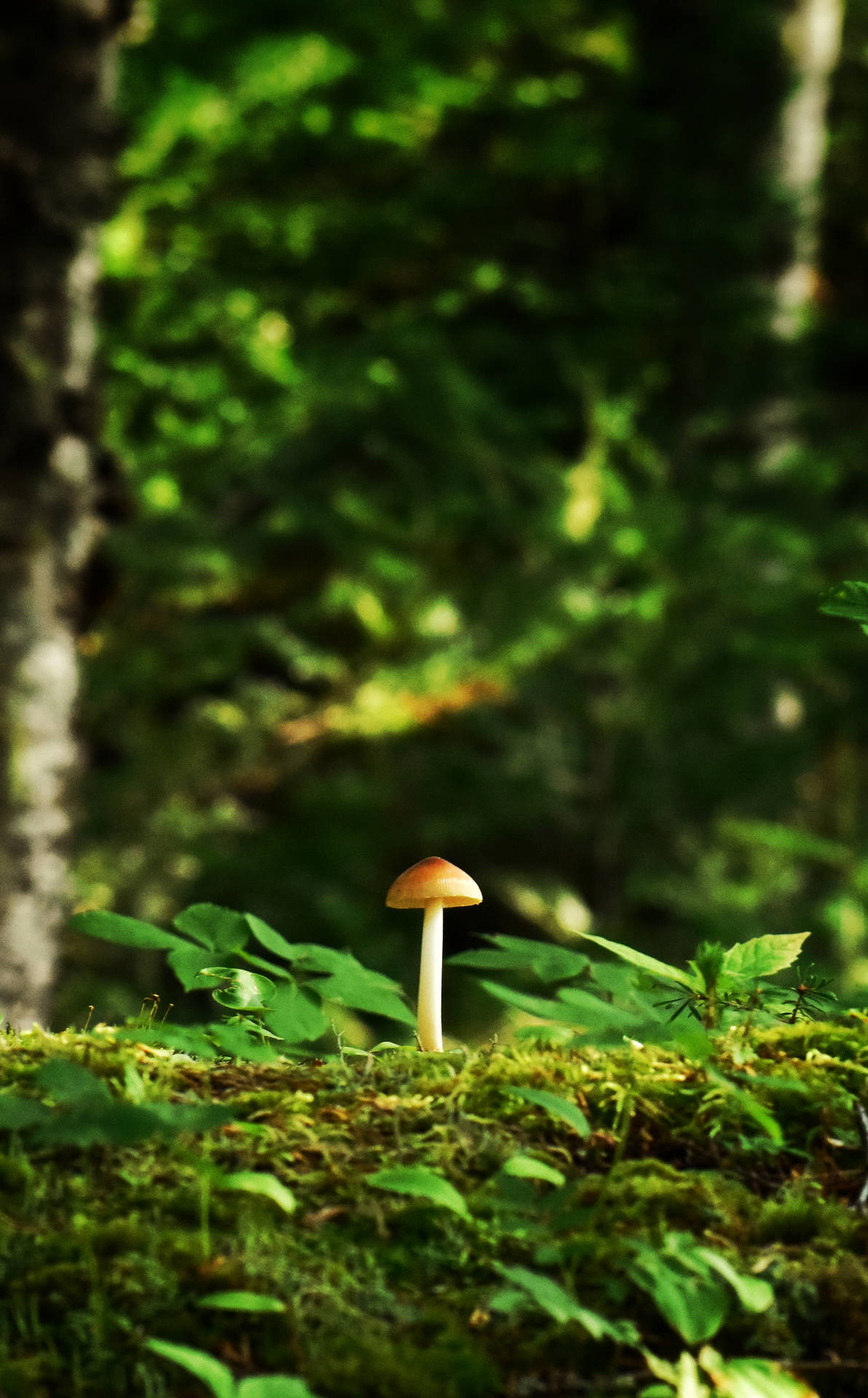 Cute Tiny Mushroom On Mossy Root Background