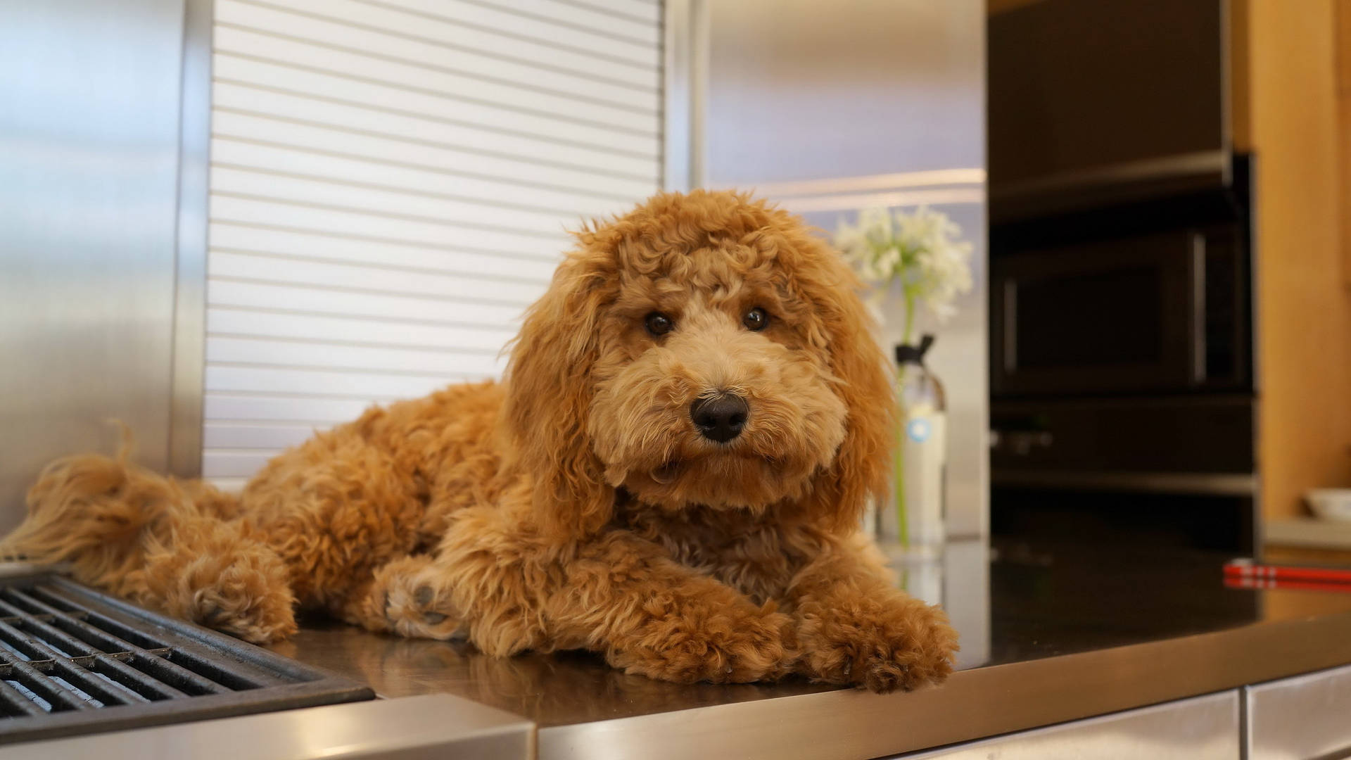 Cute Toy Poodle Dog On Kitchen Counter