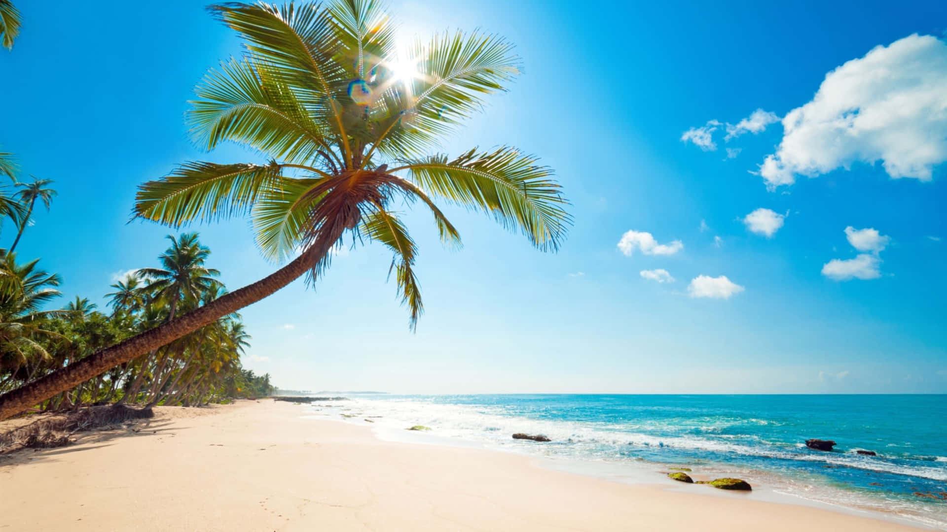 Cute Tropical Island Beach Palm Trees Background