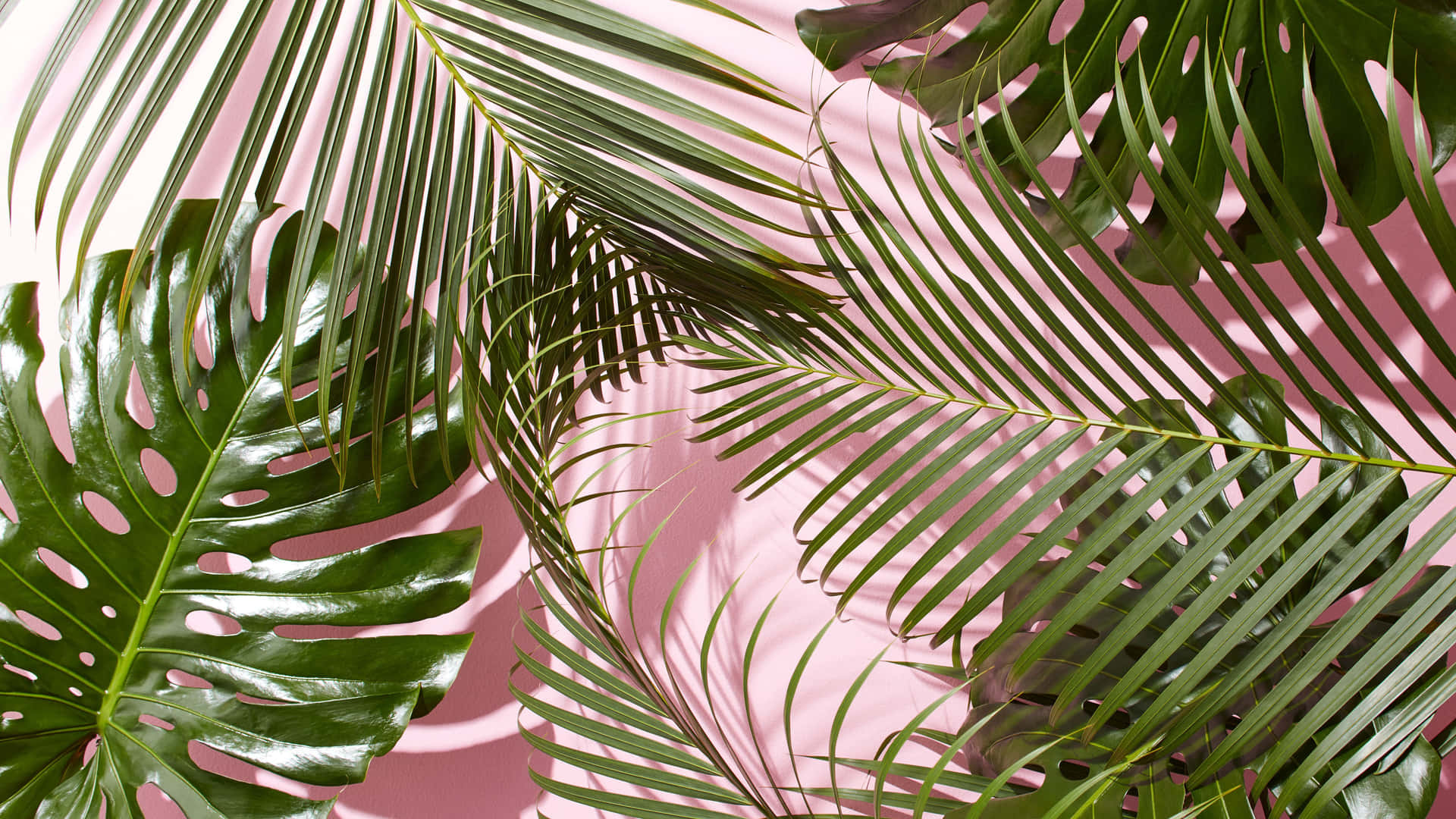 Cute Tropical Leaves Pink Background Background