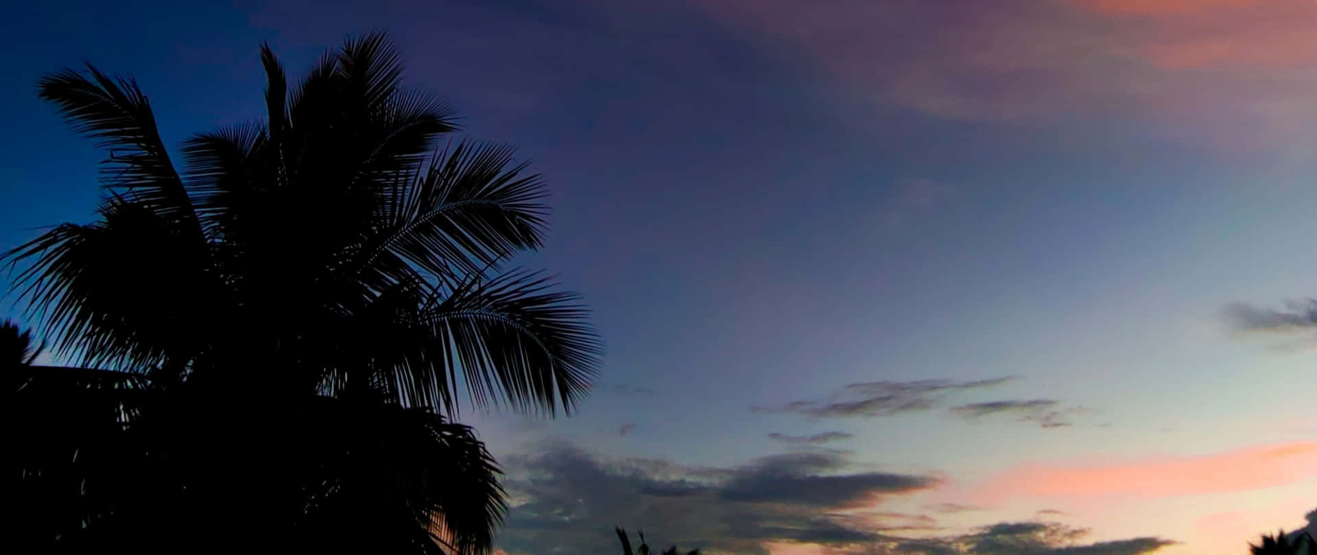 Cute Tropical Silouette Sky Background