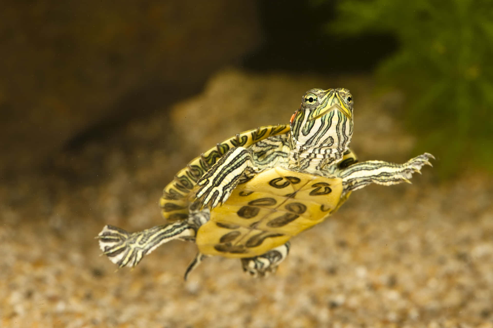 Cute Turtle Crawling Across The Beach Background