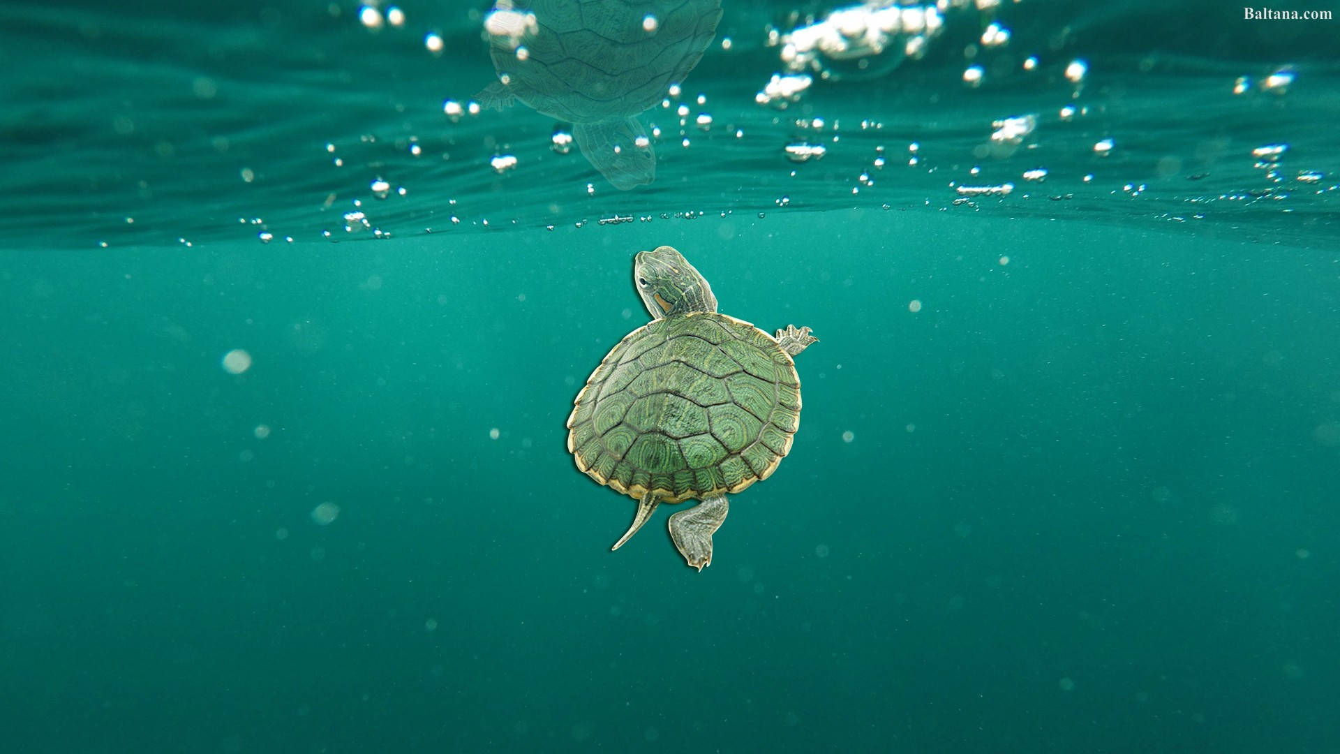 Cute Turtle In Green Ocean