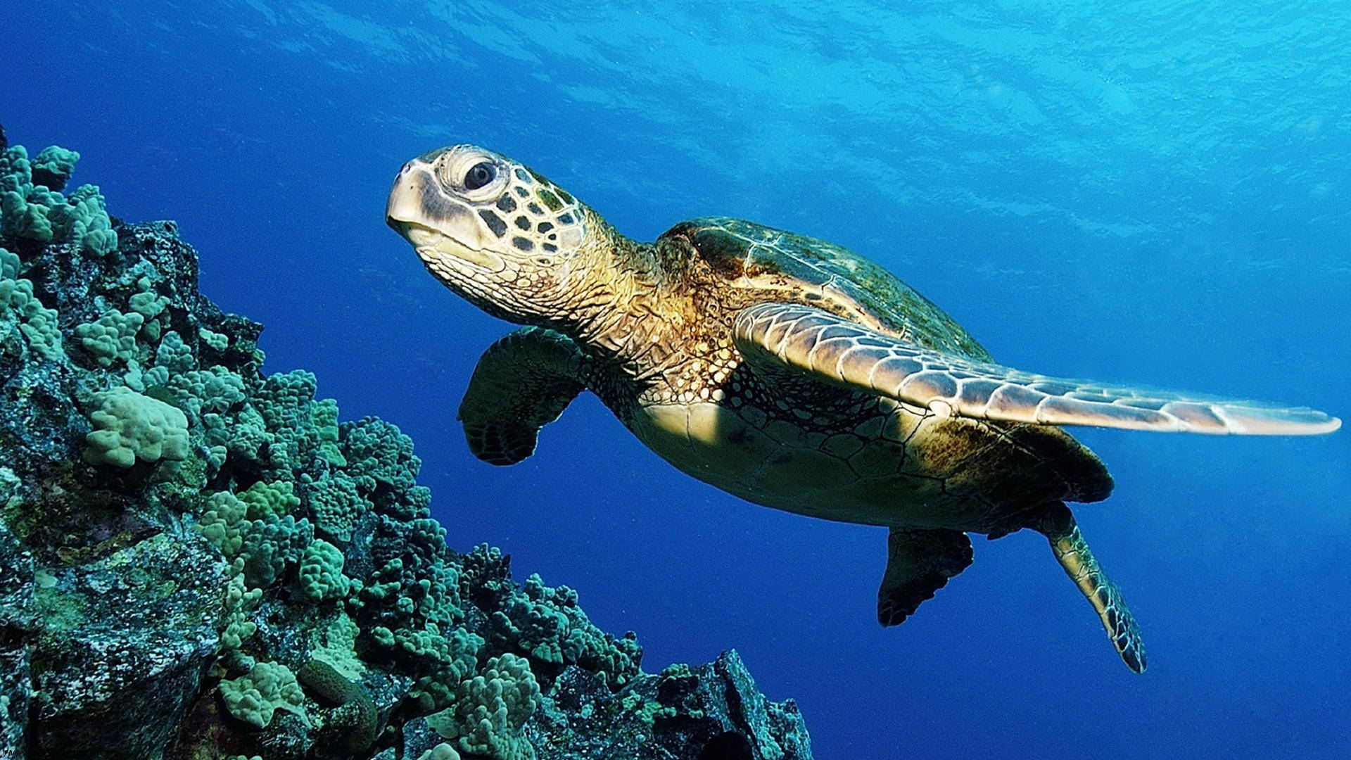 Cute Turtle Swimming In Ocean Background