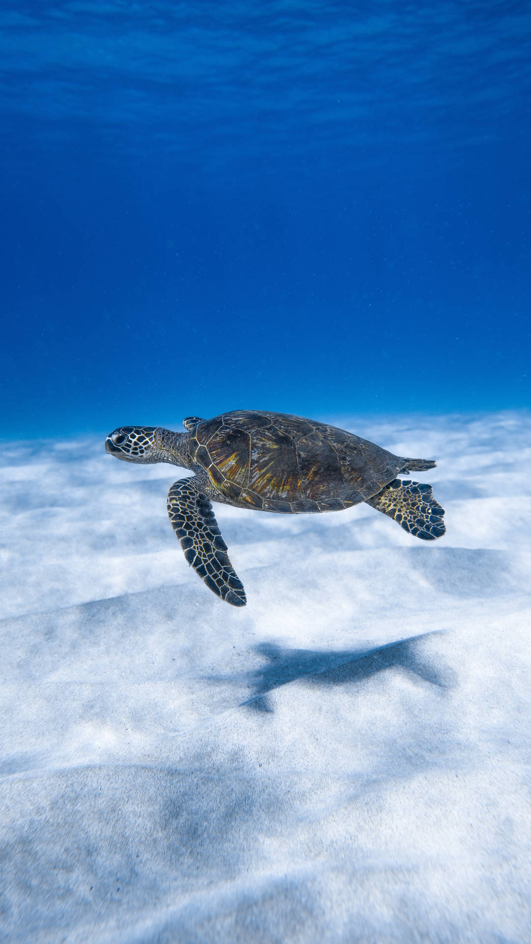 Cute Turtle Under Blue Ocean Background