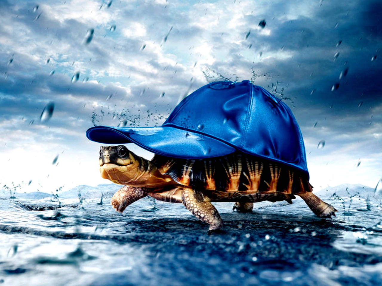 Cute Turtle With Blue Baseball Cap Background