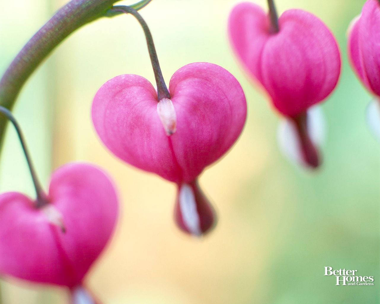 Cute Valentine's Day Bleeding Heart Flower Background